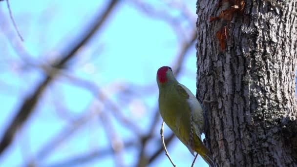 Pájaro Carpintero Verde Europeo Árbol Macho Picus Viridis — Vídeos de Stock