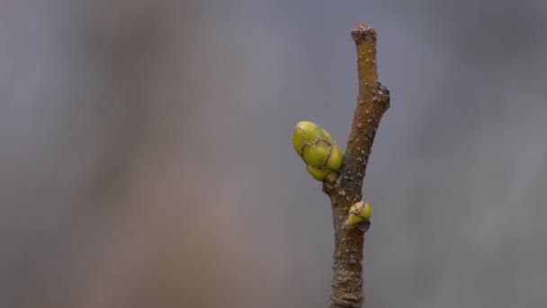 Drzewo Dzikiej Służby Pierwsze Pąki Wiosna Sorbus Torminalis — Wideo stockowe