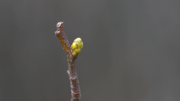 Árbol Servicio Salvaje Primeros Brotes Primavera Sorbus Torminalis — Vídeo de stock