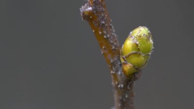 Vahşi Servis Ağacı, ilk tomurcuklar, bahar (Sorbus torminalis)
