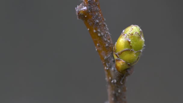 Árbol Servicio Salvaje Primeros Brotes Primavera Sorbus Torminalis — Vídeos de Stock