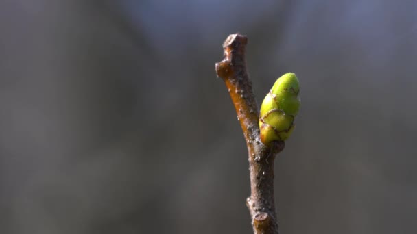 Wild Service Tree First Budds Spring Sorbus Torminalis — стоковое видео