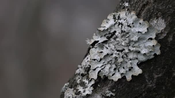 Lichen Ağaç Kabuğunda — Stok video