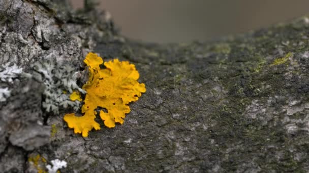 Lichen在树皮上 — 图库视频影像