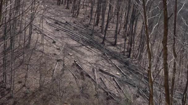 Couper Des Arbres Dans Forêt — Video