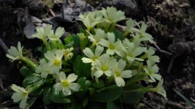 Doğal ortamda yaygın Primrose (Primula vulgaris)