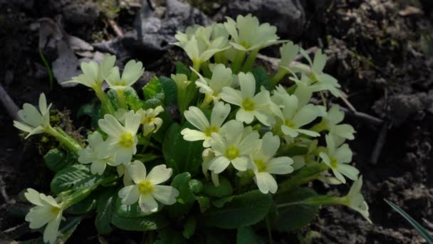 Primrose Natuurlijke Omgeving Primula Vulgaris — Stockvideo