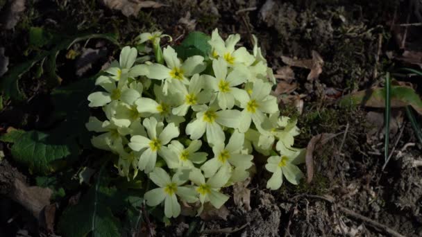自然環境での一般的なプリムローズ Primula Valgaris — ストック動画