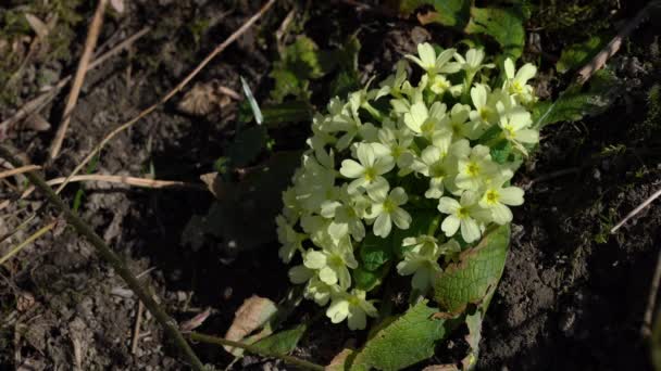 Doğal Ortamda Yaygın Primrose Primula Vulgaris — Stok video
