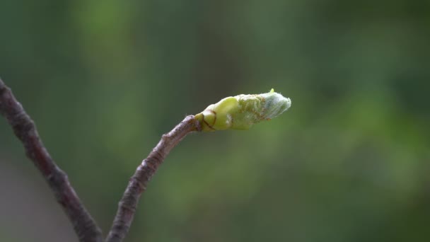Drzewo Dzikiej Służby Początek Liści Wiosna Sorbus Torminalis — Wideo stockowe
