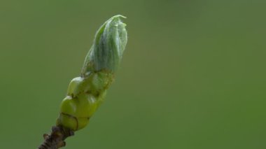 Vahşi Servis Ağacı, yaprakların oluşumunun başlangıcı, bahar (Sorbus torminalis)