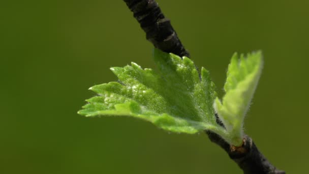 Wild Service Tree Beginning Leafing Spring Sorbus Torminalis — стоковое видео