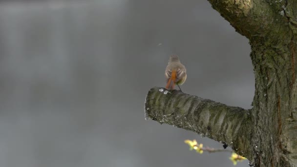 Черный Redstart Дереве Весной Женщина Phoenicurus Ochruros — стоковое видео
