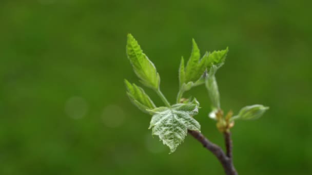 Wilder Dienstbaum Blätter Frühling Sorbus Torminalis — Stockvideo