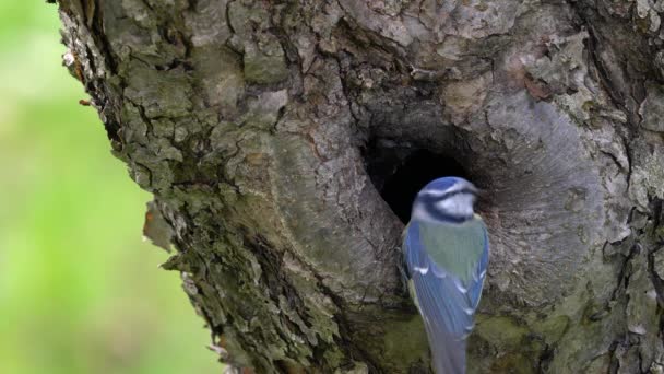 Eurasian Blue Tit Enters Nest Tree Cyanistes Caeruleus — Vídeos de Stock