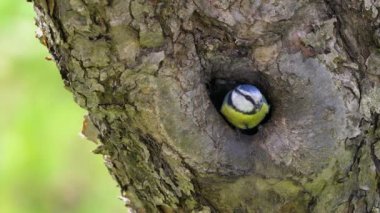 Eurasian Blue Tit leaves nest inside tree (Cyanistes caeruleus)