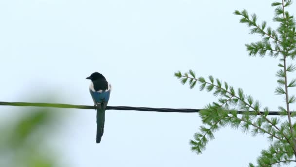 Eurasian Magpie String Electricity Pica Pica — Stock Video