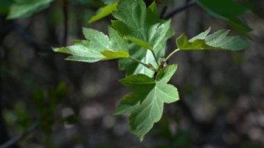 Vahşi doğadaki Vahşi Servis Ağacı, yapraklar (Sorbus torminalis)