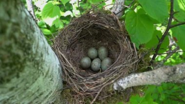 Yumurtalı Blackbird Yuvası (Turdus Merula)