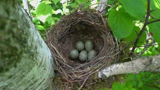 Φωλιά Blackbird Αυγά Turdus Merula — Αρχείο Βίντεο