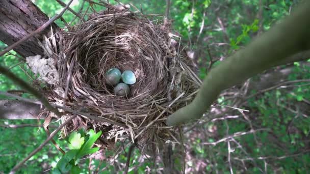 Φωλιά Blackbird Κατεστραμμένα Αυγά Turdus Merula — Αρχείο Βίντεο