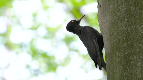 Black Woodpecker Tree Calls Enters Nest Male Dryocopus Martius — Stock Video