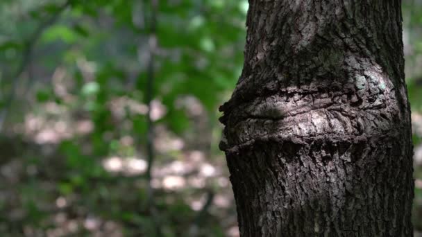 オークの木の変形 — ストック動画