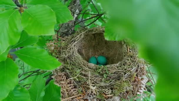 Гніздо Помилки Молочниця Яйцями Turdus Viscivorus — стокове відео