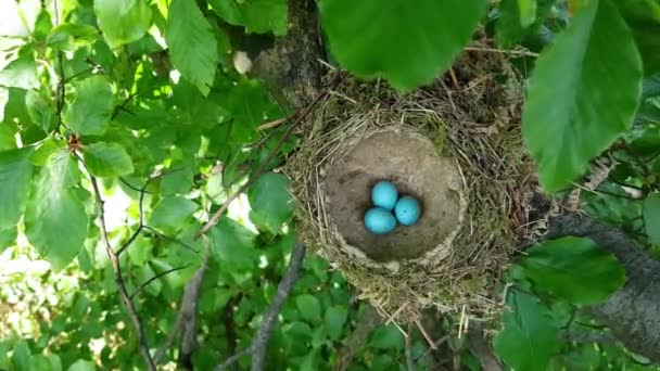 Nest Van Mistle Thrush Met Eieren Turdus Viscivorus — Stockvideo