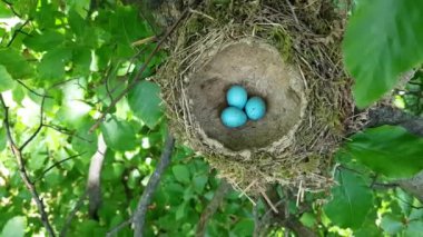 Yumurtalı Mistle Thrush Yuvası (Turdus viscivorus)