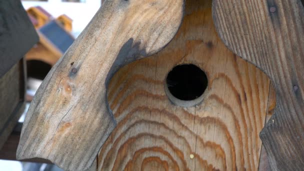 Great Tit Brings Food Chickens Nest Wooden House Parus Major — Vídeos de Stock