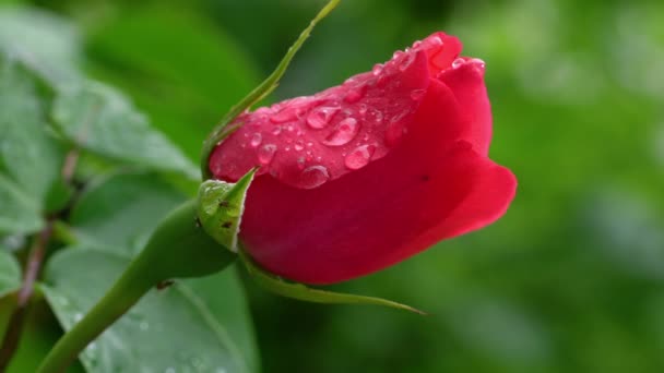 Бенгальская Роза Легком Ветерке Разворачиваясь Капли Дождя Rosa Chinensis Jack — стоковое видео