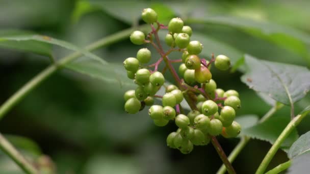 Conjunto Frutas Vermelhas Sabugueiro Imaturo Envenenado Sambucus Racemosa — Vídeo de Stock