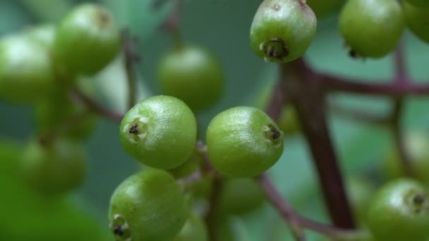 Σετ Κόκκινα Φρούτα Ανώριμα Δηλητηριασμένα Sambucus Racemosa — Αρχείο Βίντεο