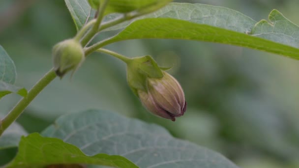Ölümcül Tüzümü Çiçek Açıyor Atropa Belladonna — Stok video