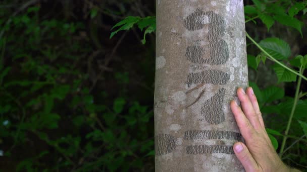 Лесной Знак Дереве Цифровая Надпись — стоковое видео