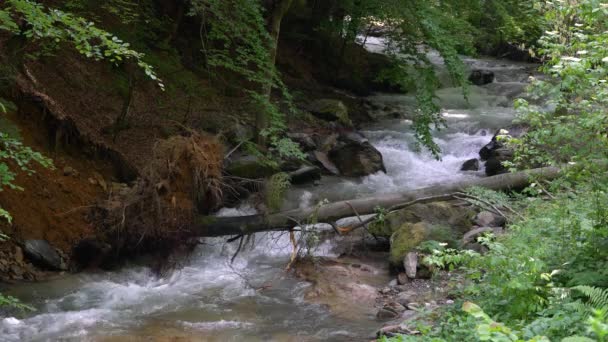 Río Montaña Puro Árbol Caído — Vídeos de Stock