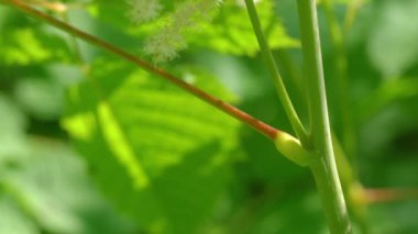 Doğal ortamdaki keçi sakalı, sapı (Aruncus dioicus)