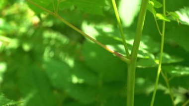 Doğal ortamdaki keçi sakalı, sapı (Aruncus dioicus)