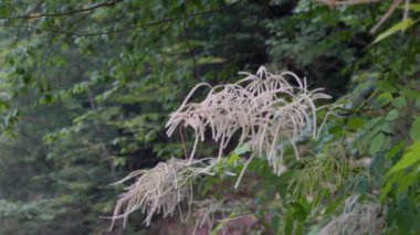Doğal ortamdaki keçi sakalı, çiçek açıyor (Aruncus dioicus)