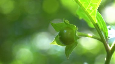 Ölümcül İtüzümü, olgunlaşmamış meyve (Atropa belladonna)
