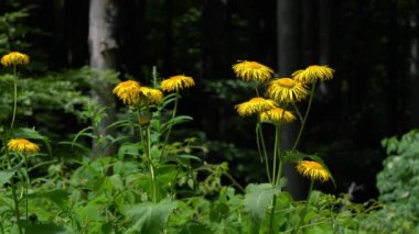 Doğal ortamda sarı Oxeye (Telekia speciosa)