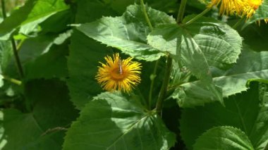 Doğal ortamda sarı Oxeye (Telekia speciosa)