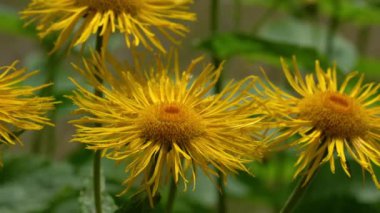 Doğal ortamda sarı Oxeye (Telekia speciosa)