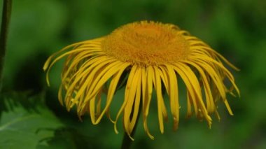 Doğal ortamda sarı Oxeye (Telekia speciosa)