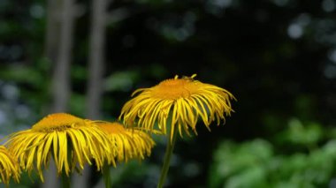 Doğal ortamda sarı Oxeye (Telekia speciosa)