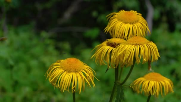 Yellow Oxeye Φυσικό Περιβάλλον Telekia Speciosa — Αρχείο Βίντεο