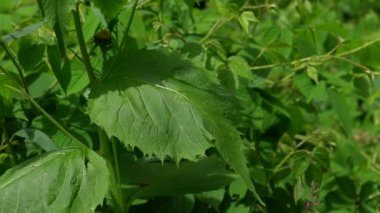 Doğal ortamda sarı Oxeye, yapraklar (Telekia speciosa)