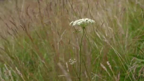 淡淡的微风吹拂着奶牛香菜草 — 图库视频影像