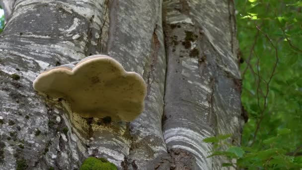 Tinder Fungus Буковому Дереві — стокове відео